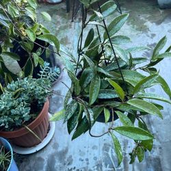 Hoya Pubicalyx Pink Actively Growing