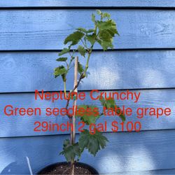 Neptun Crunchy Green seedless table grape plant