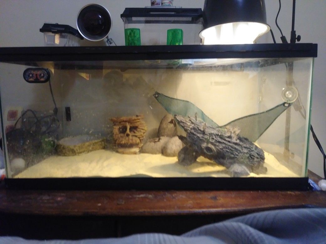 55 gallon bearded dragon tank setup