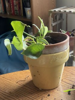 Pothos cuttings