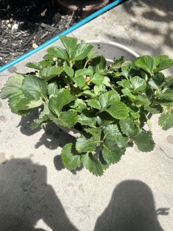 Strawberry 🍓 Plant