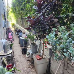 Big open plant  yard sale !!!! Open now!!! Everything is for sale!!!!!