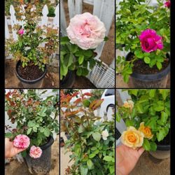 $65 $55 and $45 beautiful roses in a 15 gallon pot🌹🌸🌼🌻🌺🪻💐 