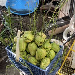 Chayotes Plants