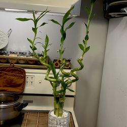 XL Bambú Size 27”inches End Vase The Glass Heavy Duty Low Light Attrastives 