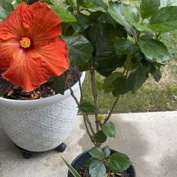 ORANGE COLOR HIBISCUS 