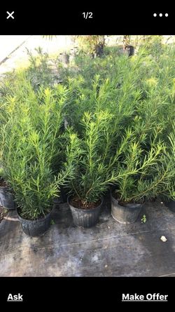 Imusa Cafetera Eléctrica for Sale in Hialeah, FL - OfferUp