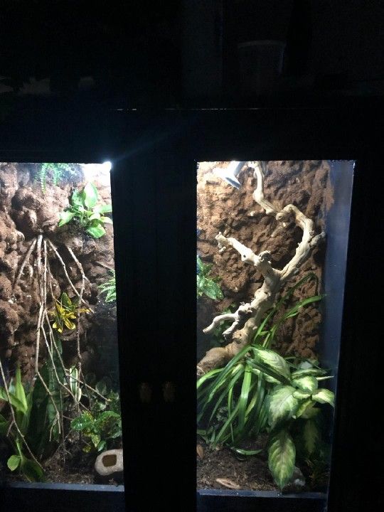 Custom Chameleon Cage