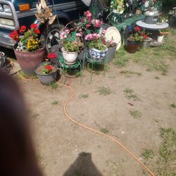Potted flowers