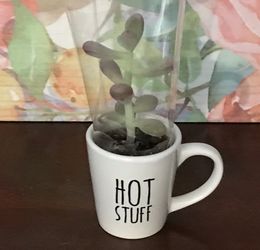 MINI SUCCULENT IN VERY CUTE CONTAINER. COMES WITH LITTLE BLACK BAG AND PRETTY TISSUE PAPER. Will deliver within reason. $10.00 for 1. $15.00 for 2.