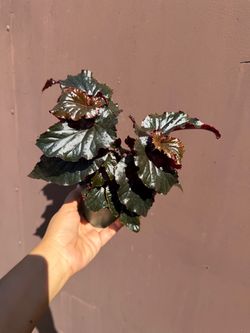 4” begonia black magic
