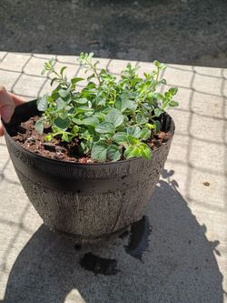 Estoy viendo estás plantas de orégano