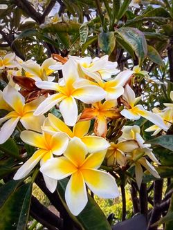 Plumeria cutting