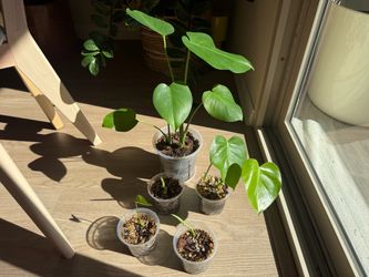 Home-Grown Monstera Plants – Rooted & Healthy