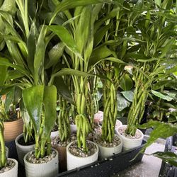 Small Lucky Bamboo In 3” Ceramic Pot. SPECIAL PRICE 🤩