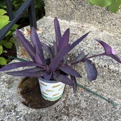 Purple Heart Tradescantia Blooming Pink In Pot Climbing Plant 