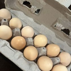 Farm eggs 