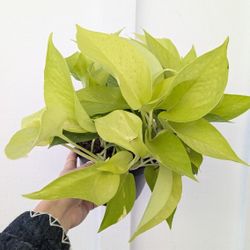 Pothos Neon Plant 6" Pot - Indoor House Plants 