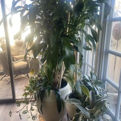 House plants . Sone outdoor plant. 