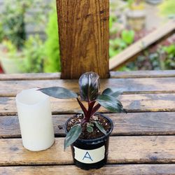 Live indoor Philodendron Pink Princess plant in a plastic nursery pot—firm price