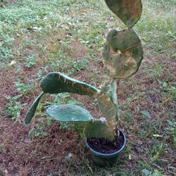 Prickly Pear Cactus Plant (pls read Description Below