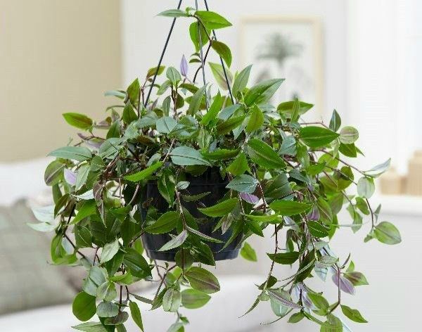 Tradescantia Global Green Plant/ House Plant/ Indoor Plant Flower Patio Garden