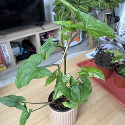 Syngonium Posipphylium Albo Variegated Rare Plant 4 Inch 