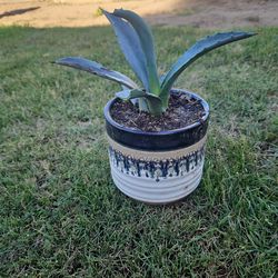 Agave plant