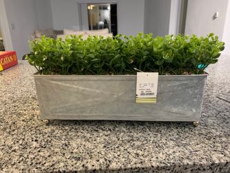 Center piece plant! Just bought but moving!