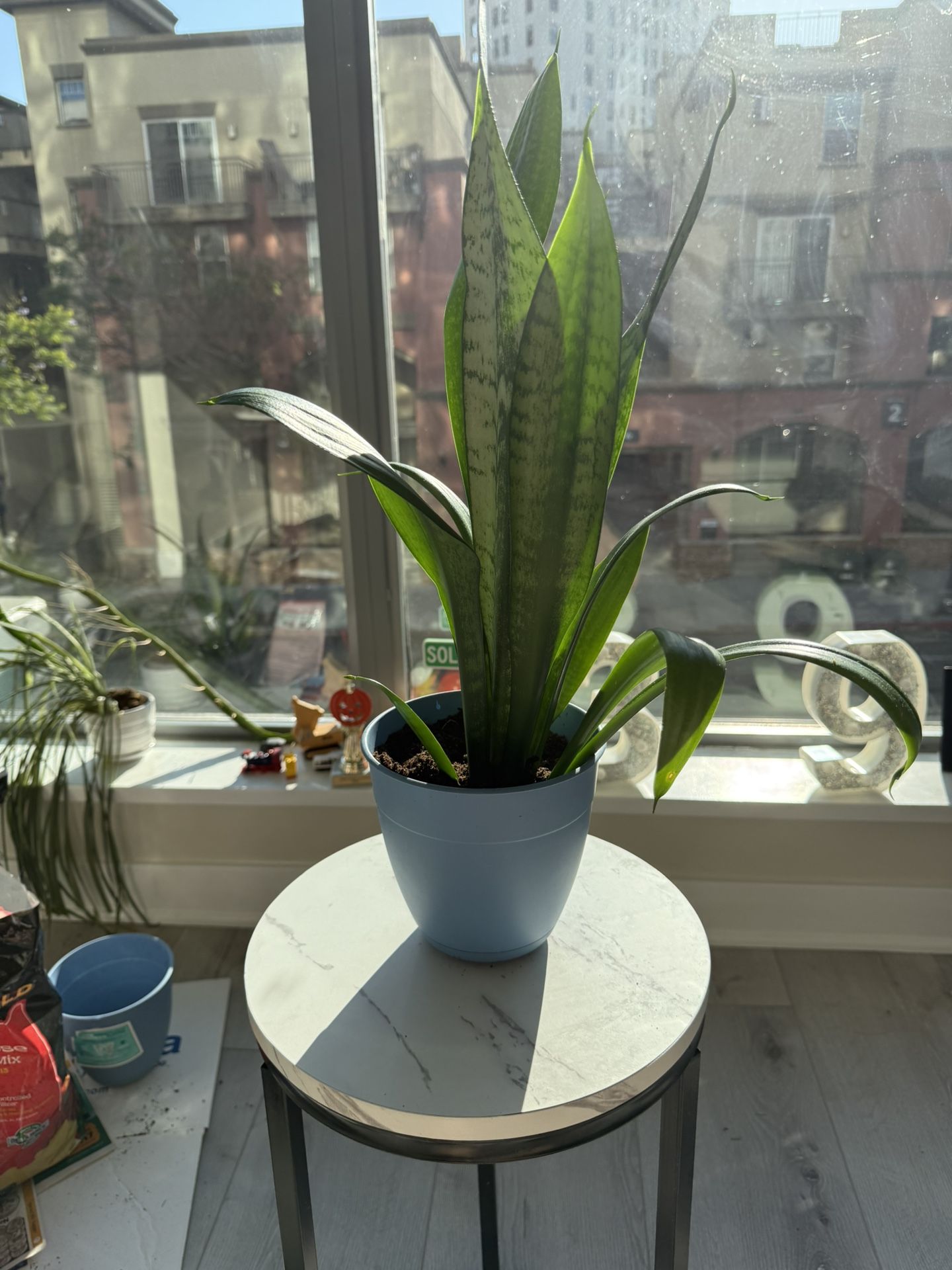 🪴 Snake Plant (Sansevieria)