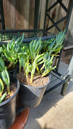 Blue Chalksticks