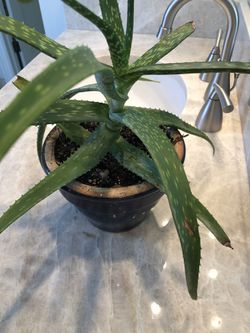 Aloe Plant In A Ceramic Pot Thumbnail
