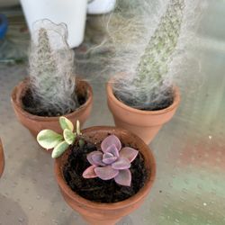 Succulents (2” Pot) $3 Each