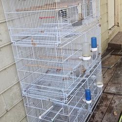 Bird Cages