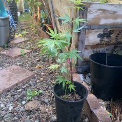 Green And Red, Brown Japanese Maple 25 Inch Tall 
