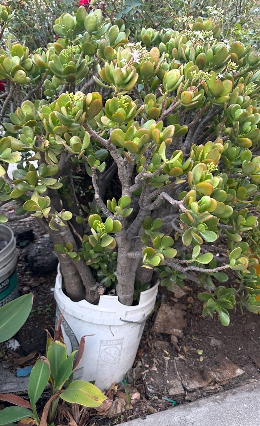 Large Jade Plant