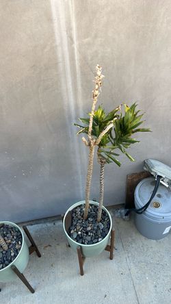 Dracaena plants in pots