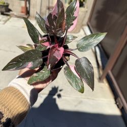 4” Pink Princess High Variegation