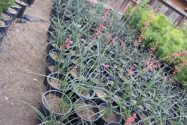 Red yucca