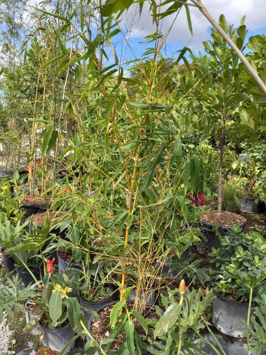 Bamboo Plants 🪴 $200