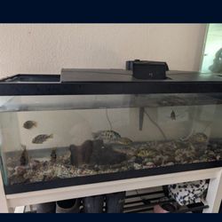 Fish Aquarium 29 Gallon For Sale. Comes With 4 Cilchid Fish, Water Filter Pump.