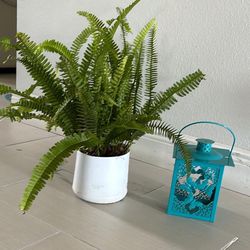 Candles Holder And Boston Ferns Plants Both $10