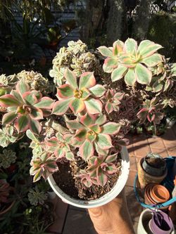 Aeonium 'Sunburst' Succulent