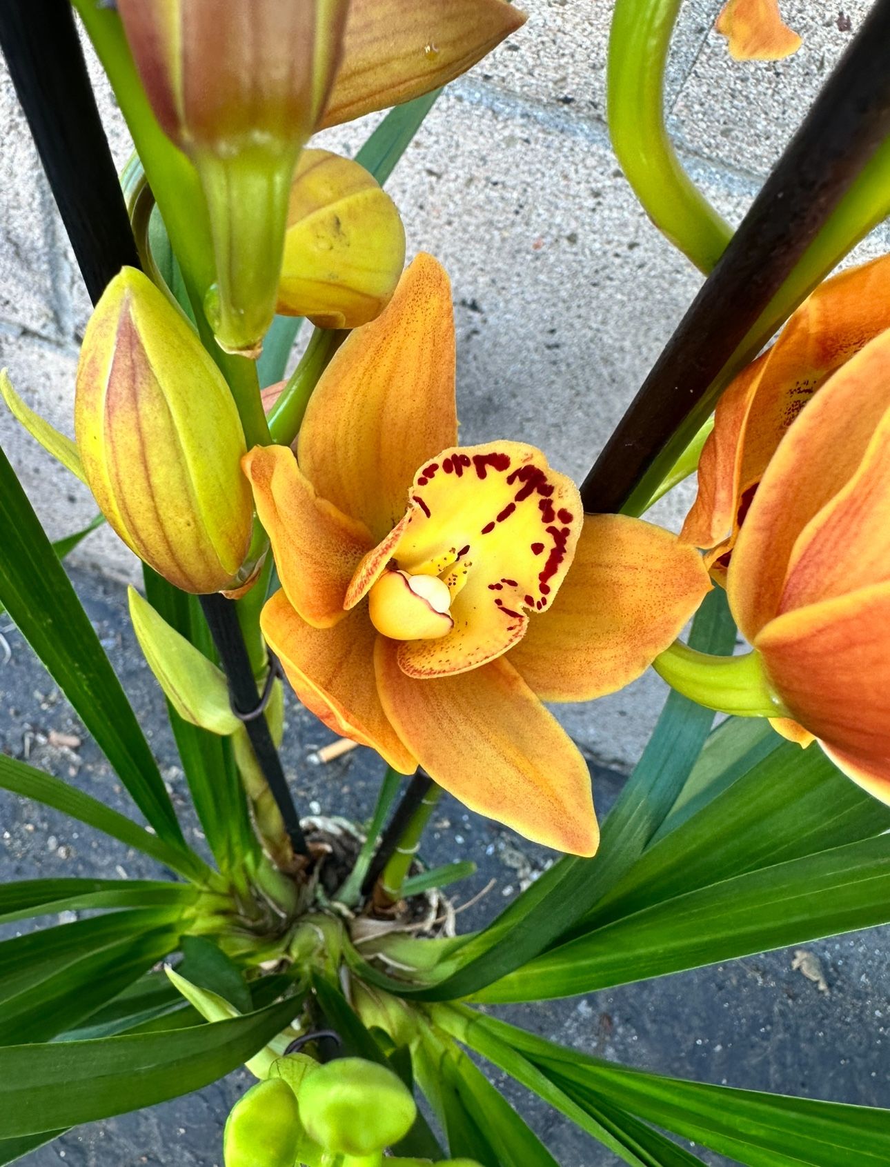 Cymbidium Orchids 2 Spikes Pot