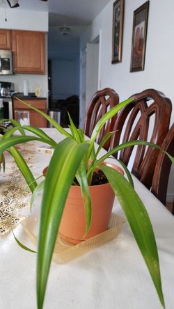 chlorophytum perennial planting
