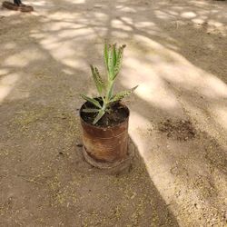 Devil's Backbone/ Mother Of Thousands 