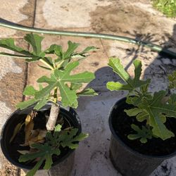  Fig Trees Organically Grown in gallon pot