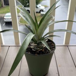 Pineapple Plant In 6,5” Pot