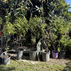 Plants