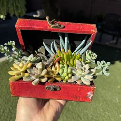 Beautiful Succulent In A Box 